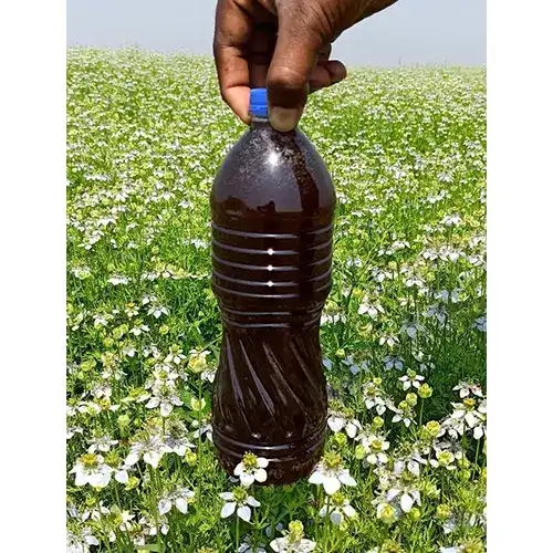 কালোজিরা ফুলের মধু - 1 kg
